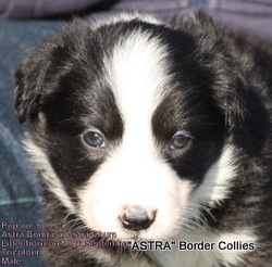 Tricolour, black and white tricolour, medium coated border collie puppy, border collie puppy